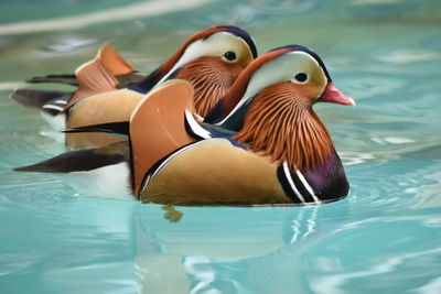 Close-up of duck swimming in lake