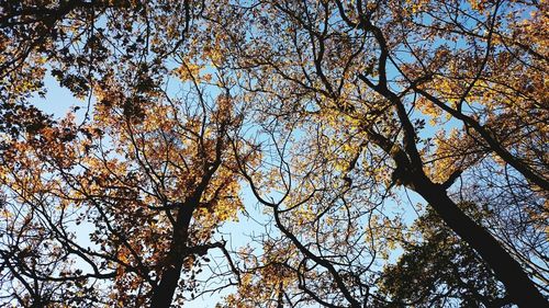 Low angle view of trees against sky