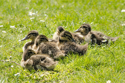 Young ducks on a lawn in springtime