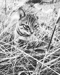 Close-up portrait of cat