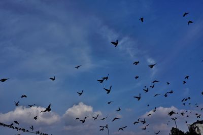 Low angle view of birds flying in sky