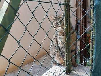 Portrait of cat seen through chainlink fence