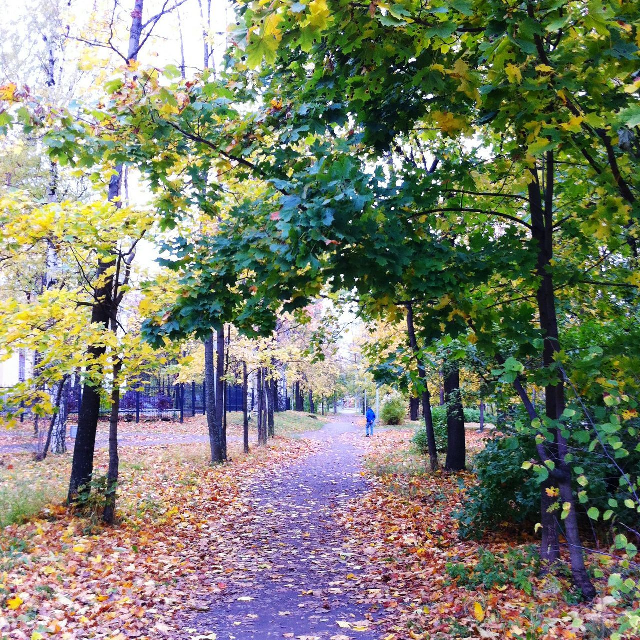 tree, autumn, leaf, nature, change, beauty in nature, growth, the way forward, scenics, tranquility, no people, outdoors, day, branch, landscape, fragility