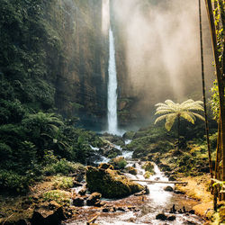 Scenic view of waterfall in forest