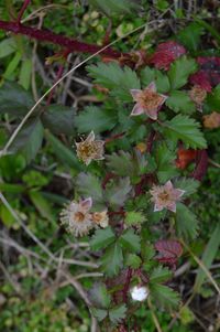 Close-up of flowering plant