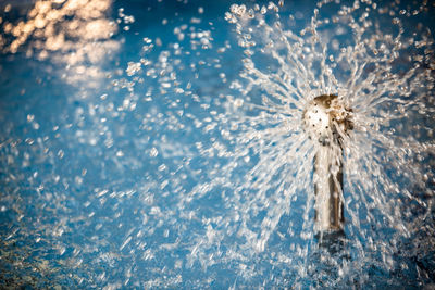 Close-up of frozen plants