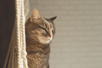 Gray domestic cat in white interior