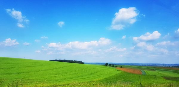 Scenic view of agricultural field against sky