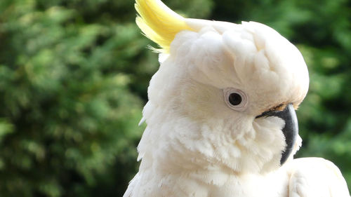 Close-up of a cockatoo bird