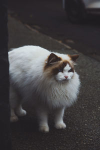 Close-up of cat