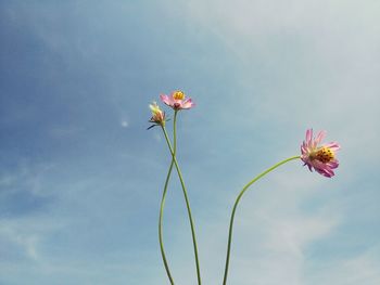 Low angle view of pink cosmos flower against sky