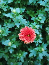 Close-up of red flowering plant