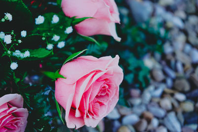 Close-up of pink rose