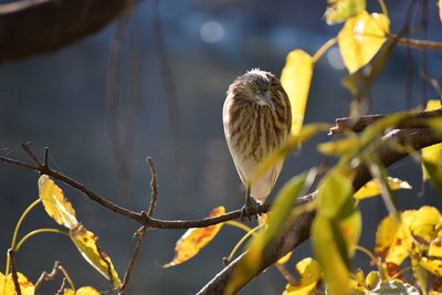 Close-up of bird perching on branch