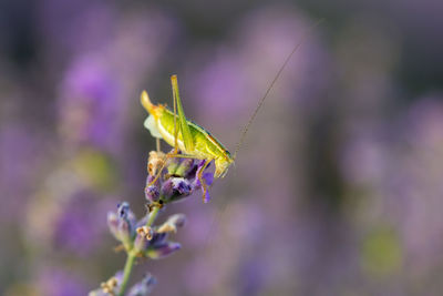 Close-up of insect on purple flower