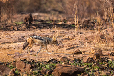 View of lizard on field