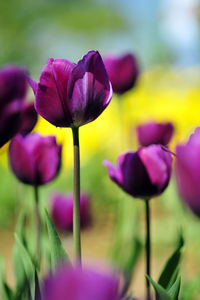 Close-up of pink tulips