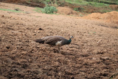 Peacock or peahen walking in the land,india