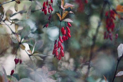 Close-up of red berries growing on tree