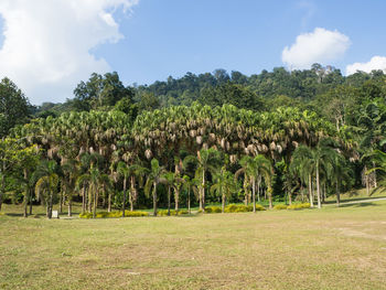 Scenic view of trees on field against sky