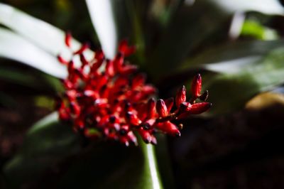 Close-up of red flowering plant