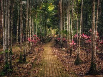 Footpath amidst trees in forest