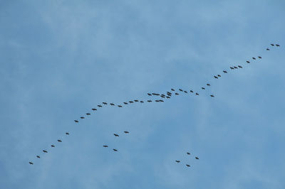 Low angle view of birds flying in sky