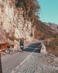 View of zebra crossing on road