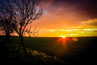 Bare trees on landscape at sunset