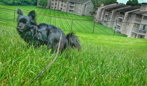 Horse grazing on grassy field