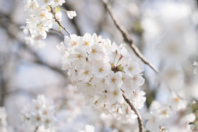Sakura cherry blossoms in full bloom, fukuoka prefecture, japan, spring cherry blossom viewing spot.