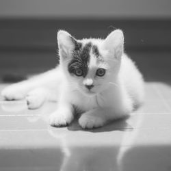 Portrait of kitten relaxing on floor