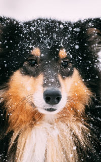 Close-up portrait of dog