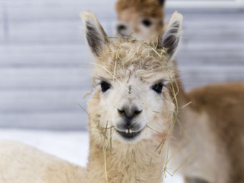 Horizontal closeup of funny cream-coloured alpaca with straw-covered head standing staring