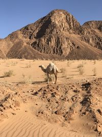 View of a horse on a desert