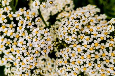 Close-up of flowering plant