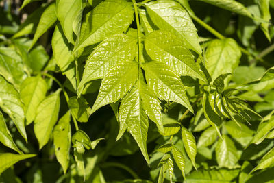 Close-up of wet plant leaves during rainy season