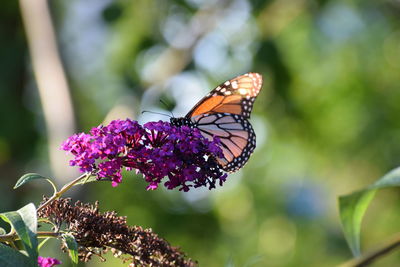 Close-up of a monarch butterfly pollinating on a purple flower with a green background