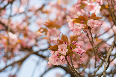 Close-up of cherry blossom