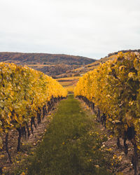 Scenic view of vineyard against sky