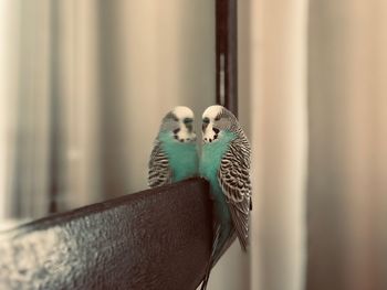 Close-up of parrot perching