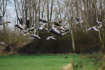 Birds flying over bare trees