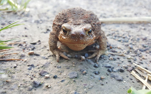 Close-up of lizard on sand