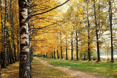 Trees in forest during autumn