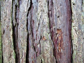 Full frame shot of tree trunk