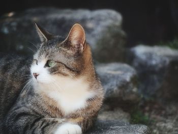 Close-up of a cat looking away