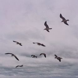 Low angle view of birds flying against sky