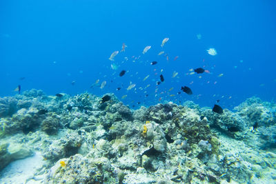 Fish swimming in sea at mabul island,malaysia