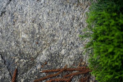 Close-up of lichen on tree trunk