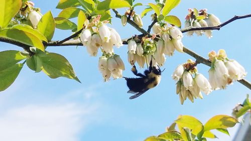Low angle view of white flowering plant